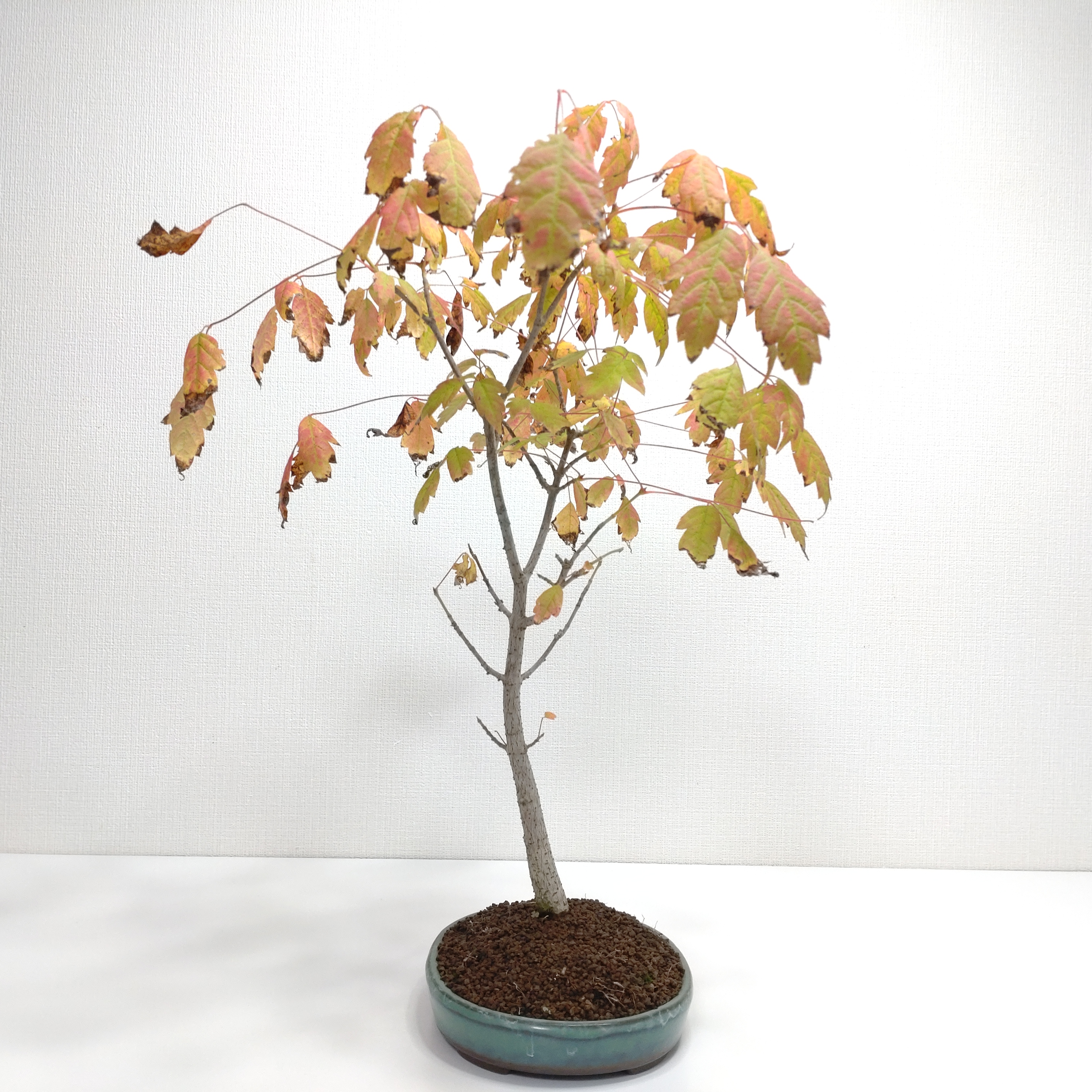 盆栽創 / 三手楓（ミツデカエデ）盆栽 SS002