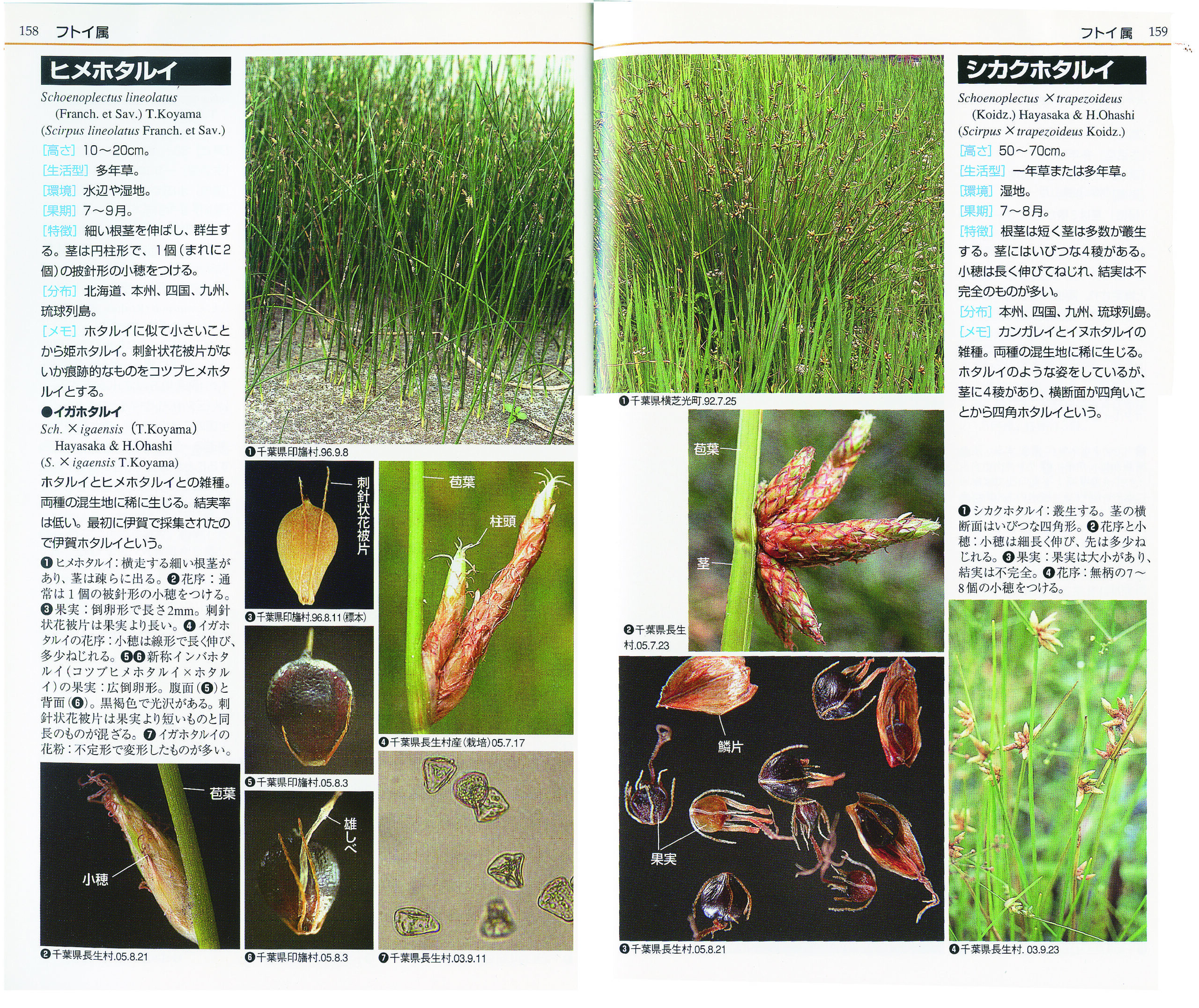 カヤツリグサ科入門図鑑 - 全国農村教育協会 出版サイト