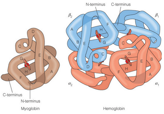 5.2 Myoglobin and Hemoglobin | BS1005 / CM1051: Biochemistry I