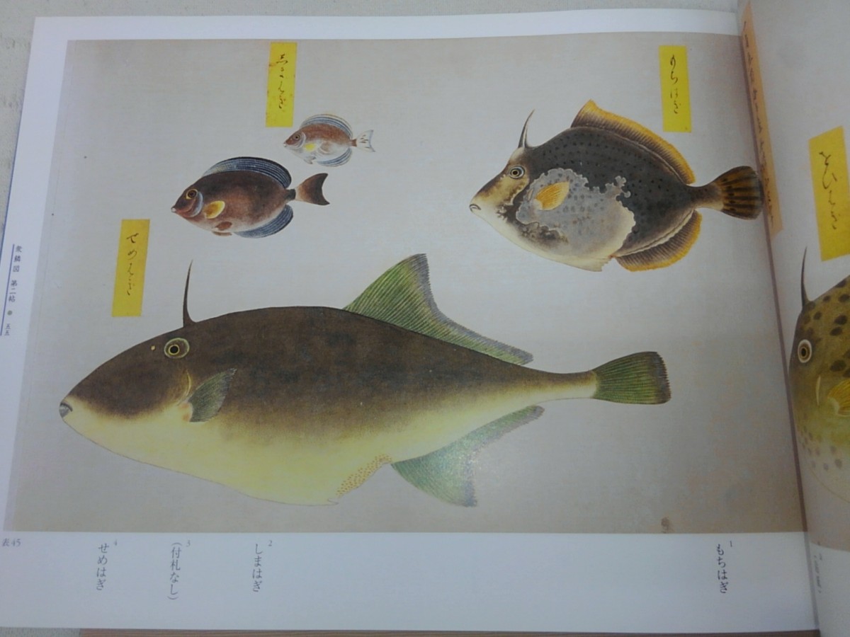 高松 松平家所蔵 衆鱗図をお持ち込み - ぶっくいん高知 古書部｜高知市