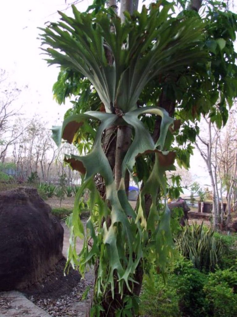 ビカクシダの原種18種類と品種ごとの自生地・特徴・育て方のまとめ