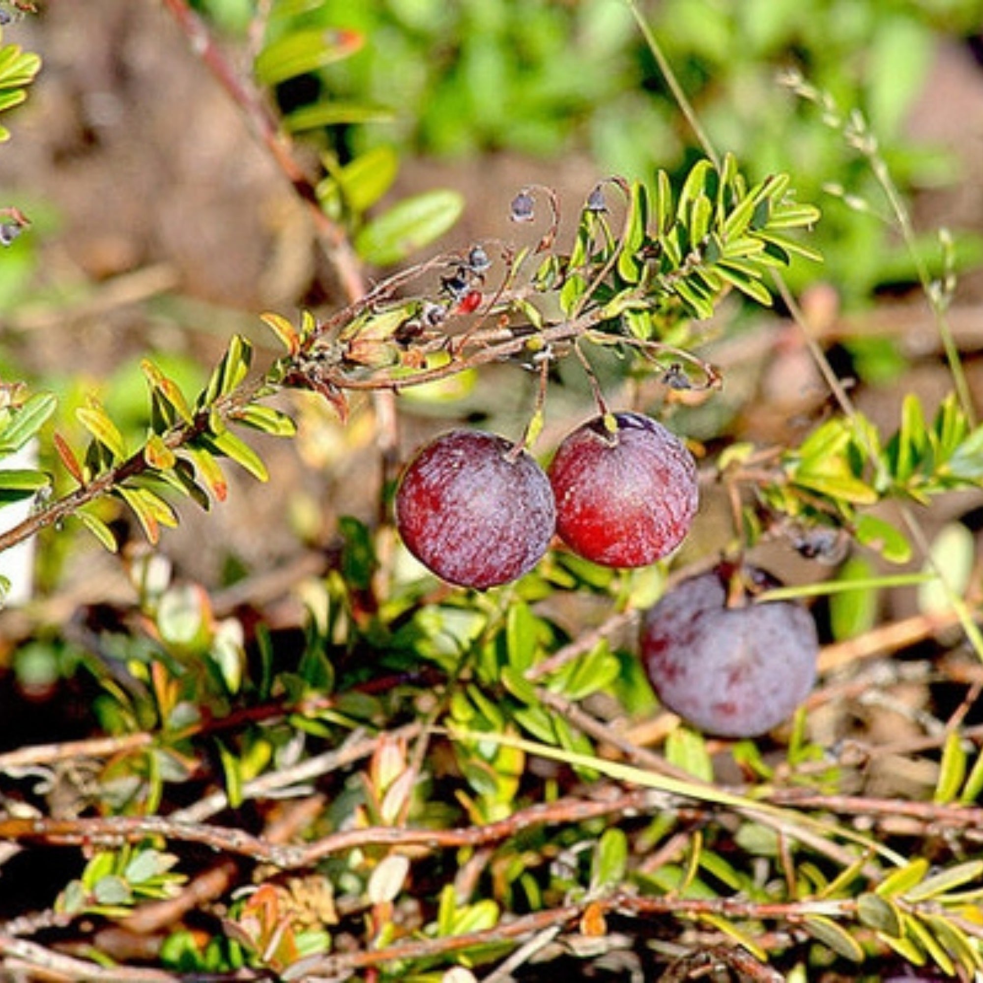 Large Cranberry – Jardineries Botanix