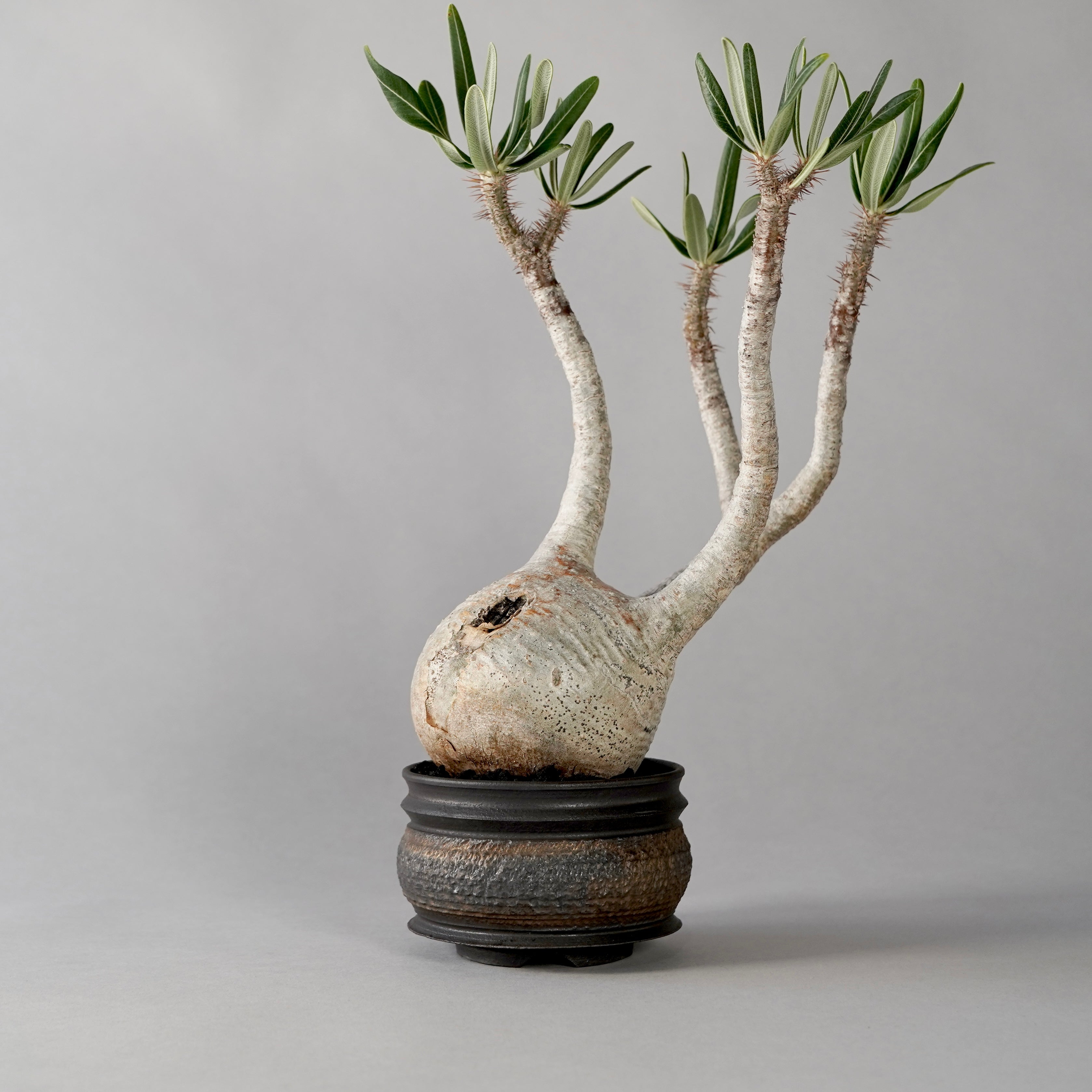 Pachypodium Gracilius × “GOUJIN”POT E – BOTANIZE