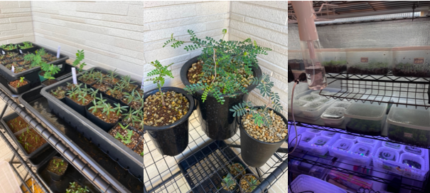 植物の梱包方法（仕方）と発送方法は？【メルカリなど】