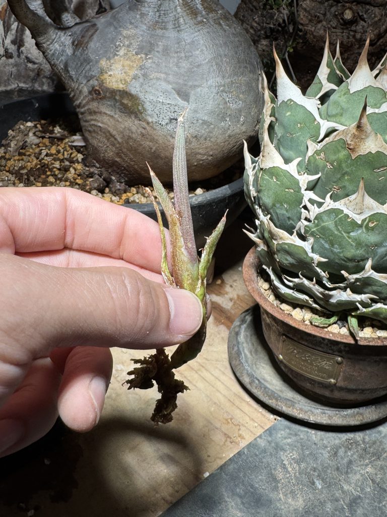 アガベ】チタノタ FO-76 親株から子分け 成長記録と育て方 | BOTANICAL