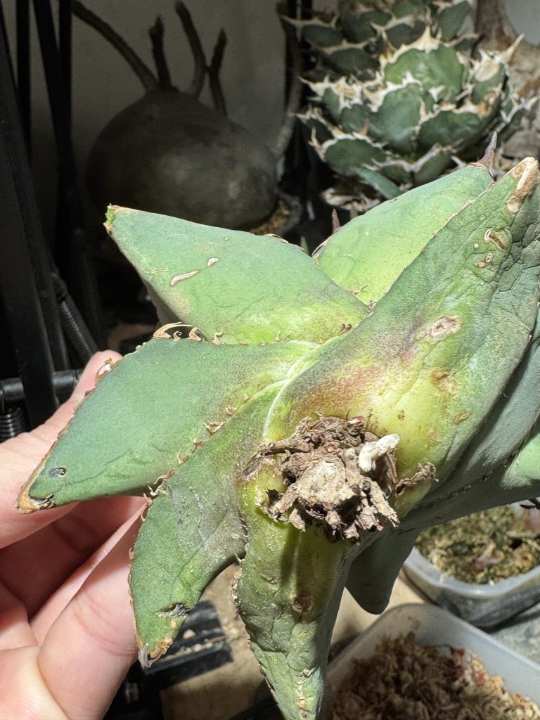 アガベ】冬に発根管理をするとどうなるか？Rapid startを使って実践