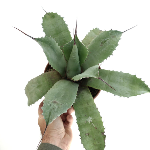 AgaveparrasanaxovatifoliaLONGF