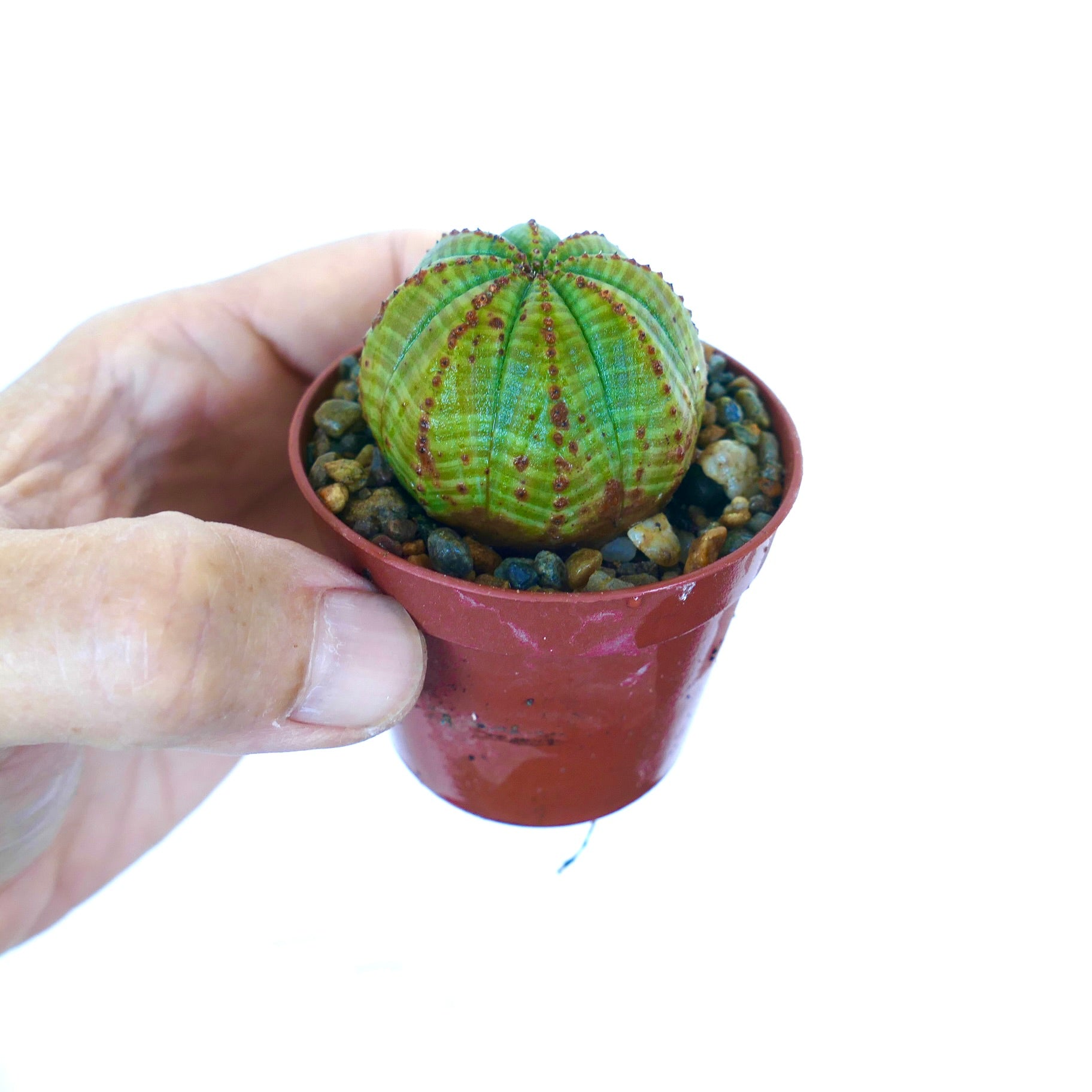 ユーフォルビア・シメトリカ | Botanical Archive | ユニークな多肉