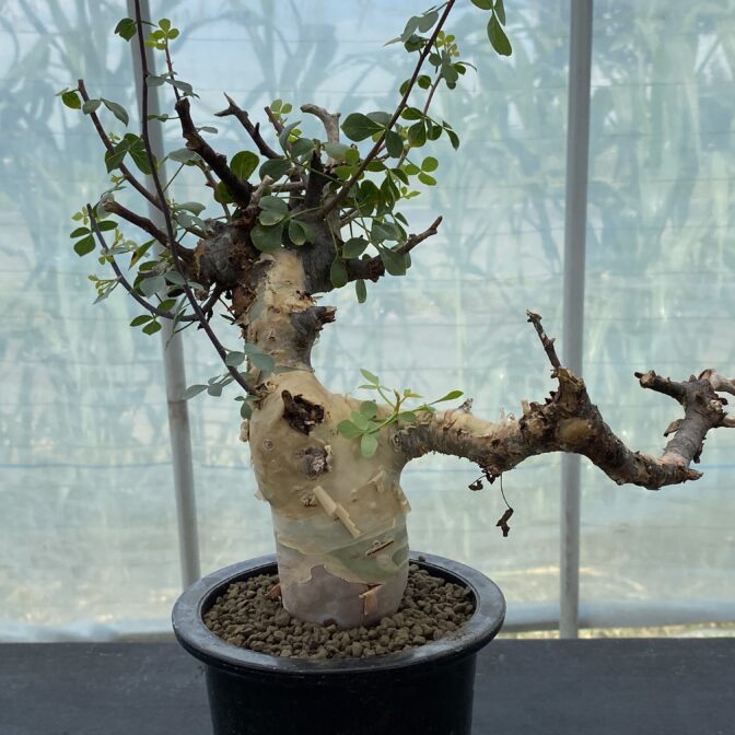 最終値下げ コミフォラ カタフ ソマリア ピュア BOTANICAL BOX