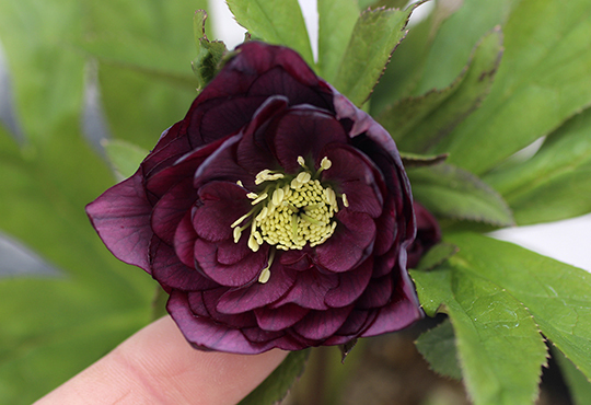 CoppiceGARDEN - クリスマスローズウィンターシンフォニー開花株ネット