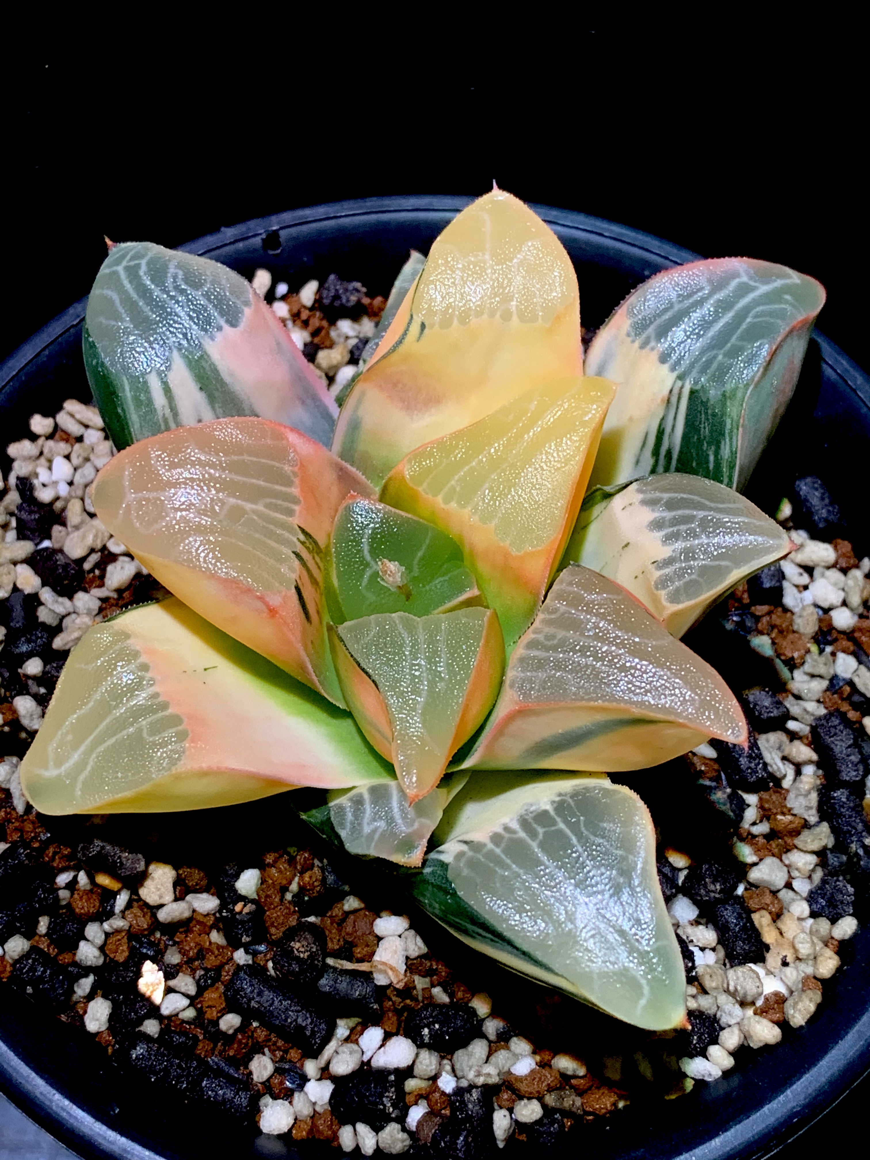 多肉植物 ハオルチア オブツーサ 赤斑（斑抜け） 多肉植物 ハオルチア