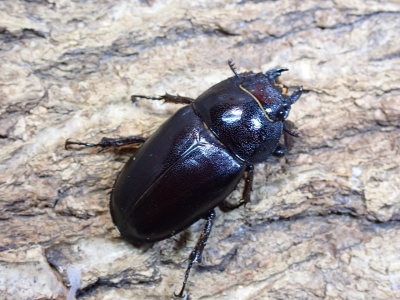 今年の種親 石垣島ヤエヤマノコギリクワガタ | クワガタ飼育日記