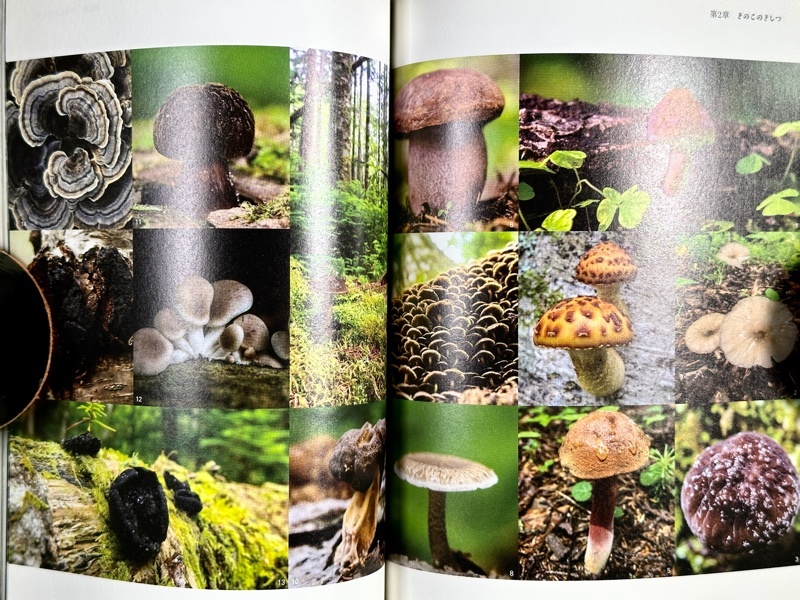 きになるきのこのきほんのほん「きのこのき」 | B級ライフログ