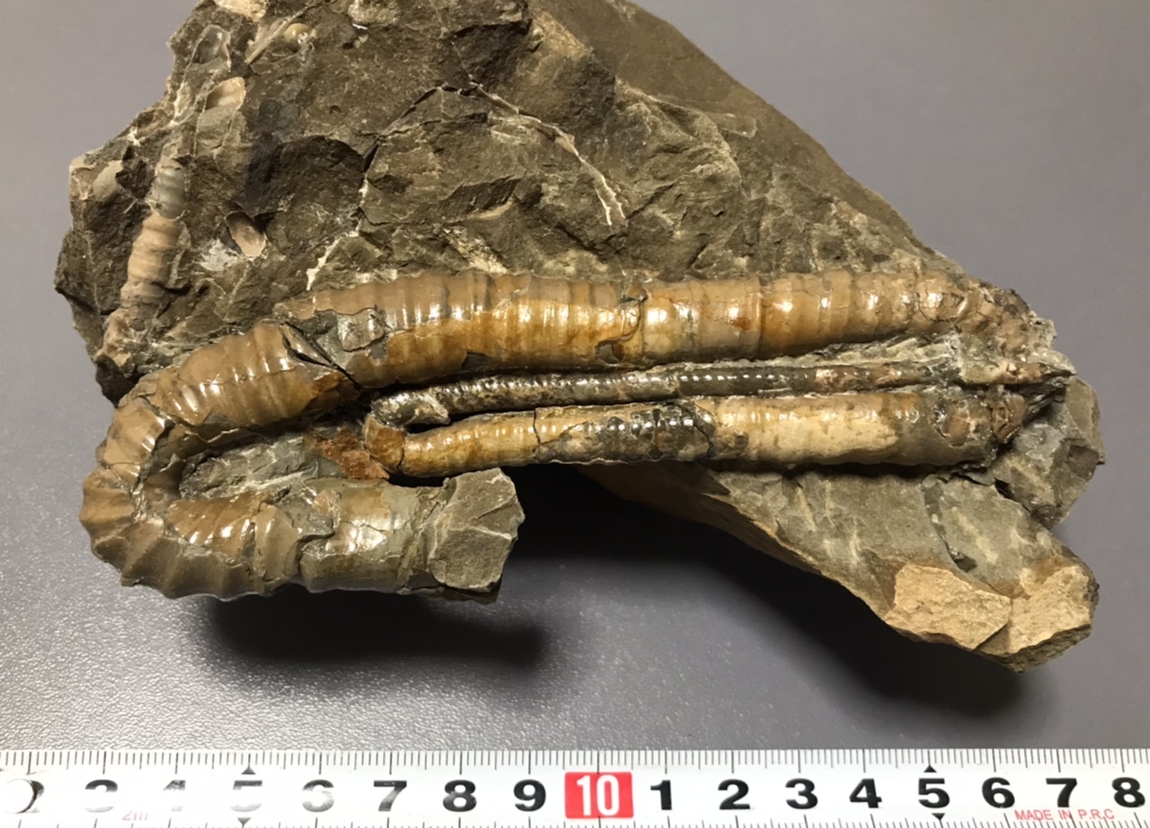 ポリプチコセラス sp.（北海道小平町） - ニッポノポンの化石ブログ