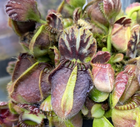 Cephalotus follicularis 'Hummer's Giant' - セファロタス