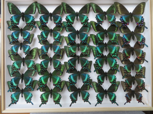 ミヤマカラスアゲハ春型を求めて北海道採集行 - 2025年6月 - きままの