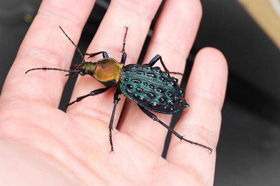 イボハダオサムシ標本 ☆クリミア半島産C.scabrosus tauricus Carabus