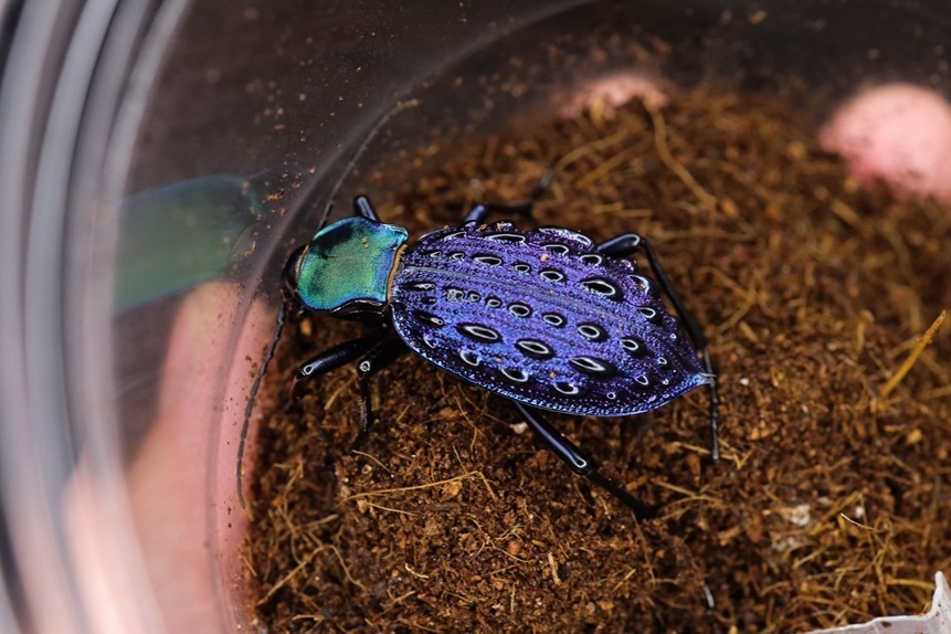 ブルーで凄く美しいカブリモドキ！ ブルーで凄く美しいカブリモドキ！