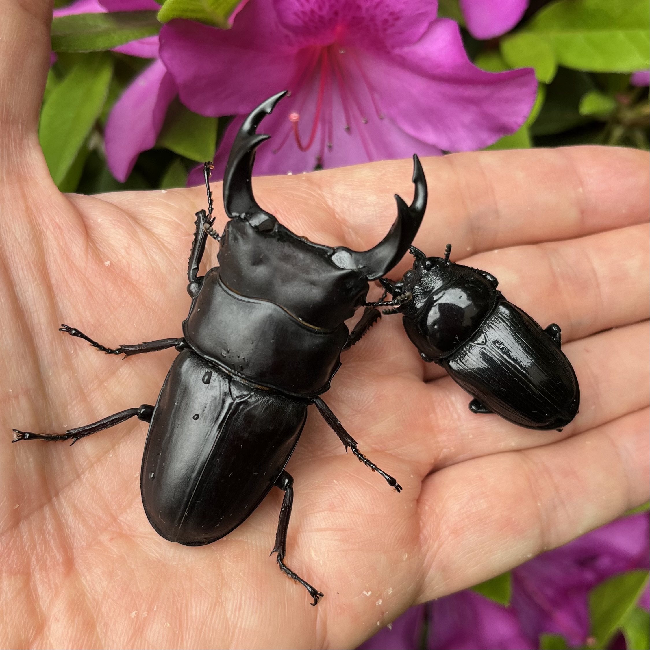 長崎県対馬市 ＃7041 | オオクワガタ vs ヒラタクワガタのブリードの