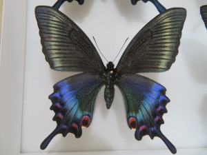 ミヤマカラスアゲハ春型を求めて北海道採集行 - 2025年6月 - きままの