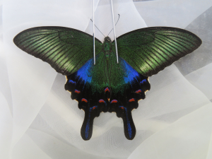 ハチジョウカラスアゲハ夏型を求めて八丈島採集行 - 2025年9月