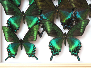 ミヤマカラスアゲハ夏型を求めて北海道採集行 - 2025年7月 ～ ヒグマに