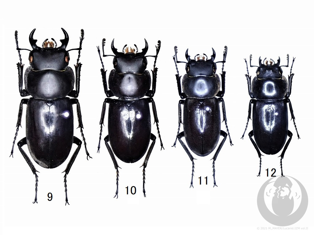 アマミコクワガタについて - Lucanid.IZM Vol.II -日本産クワガタムシ