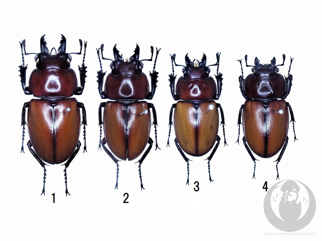 チャイロマルバネクワガタについて - Lucanid.IZM Vol.II -日本産