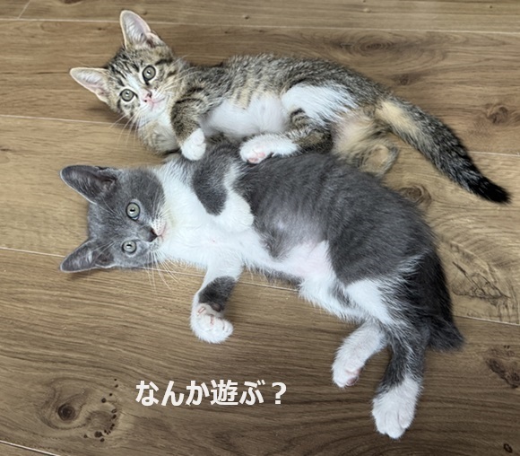 4匹子猫 仮名付けました | サクラねこ名古屋