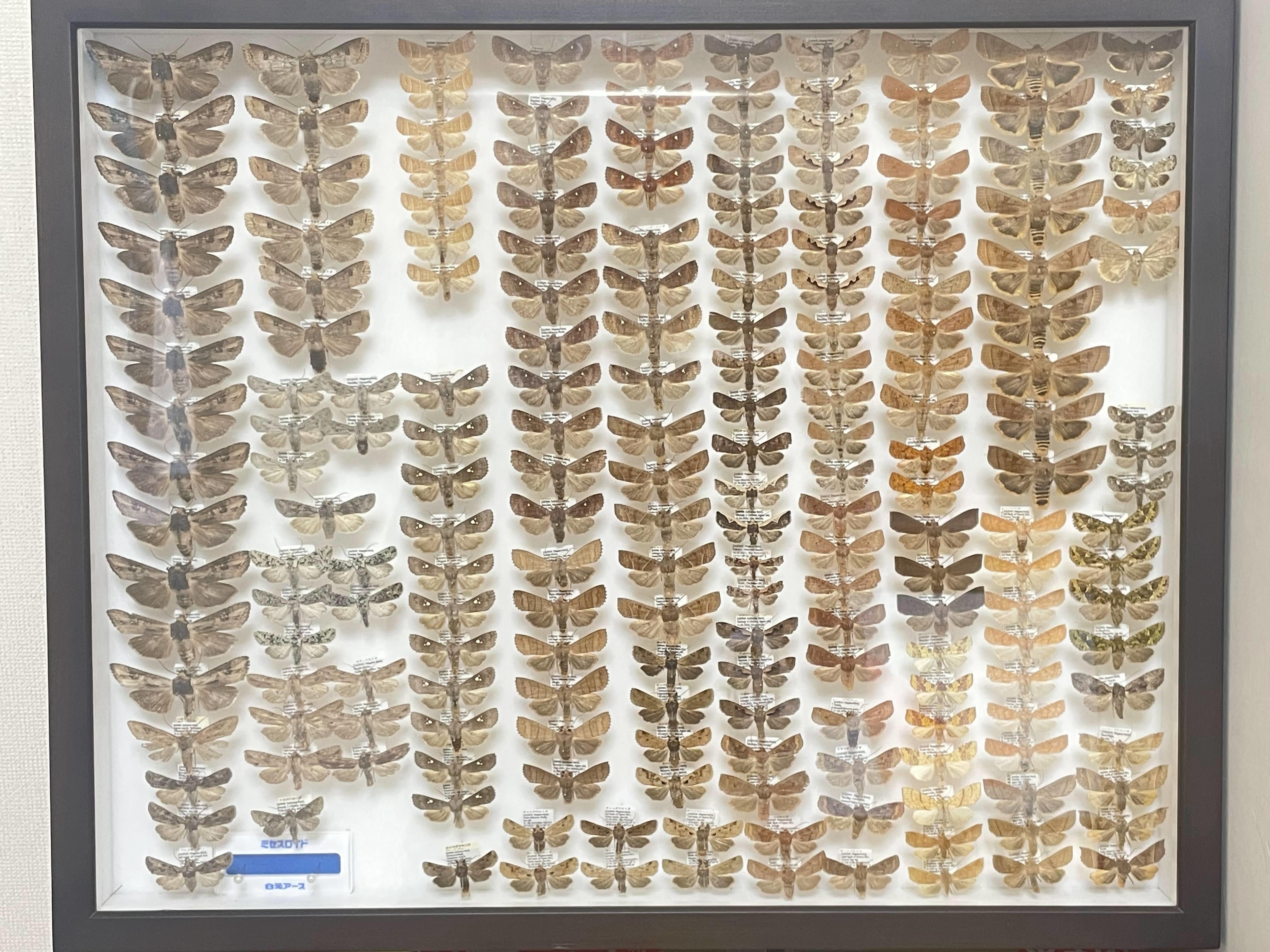 昆虫標本】現在持っている標本箱を全て紹介します(2012～2023) - 標本関係