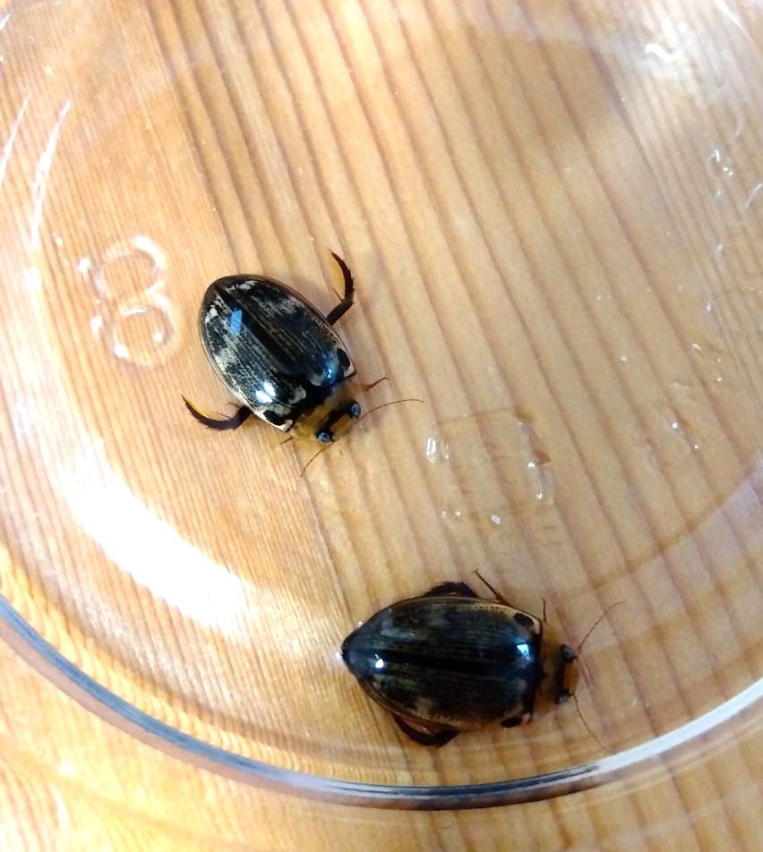 昆虫、両生類各種 探索】2024.4.4~6 沖縄県採集記 後編 オストラヴァ