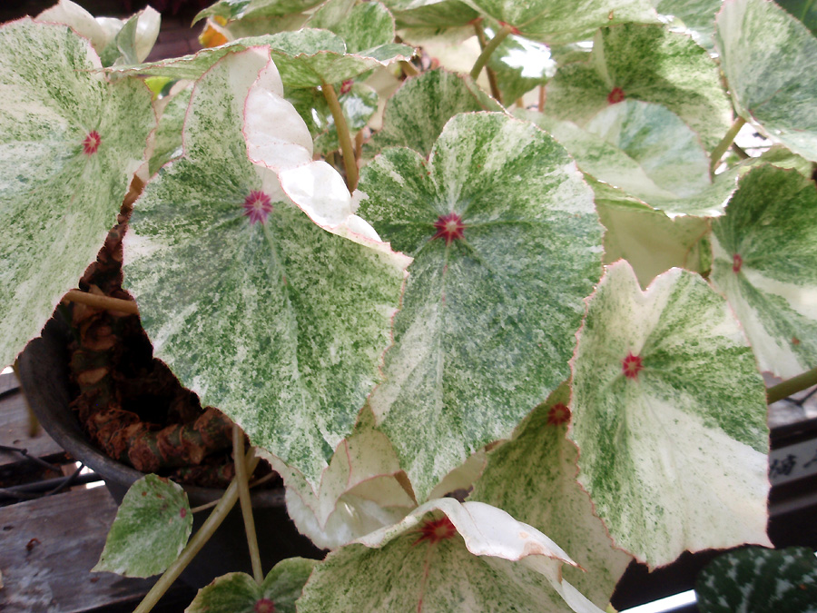 ルージュとルージュ・ヴァリエゲイテッド | 富士花鳥園 公式ブログ