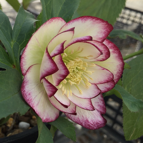 CoppiceGARDEN - Winter Symphony - ウィンターシンフォニーの魅力！