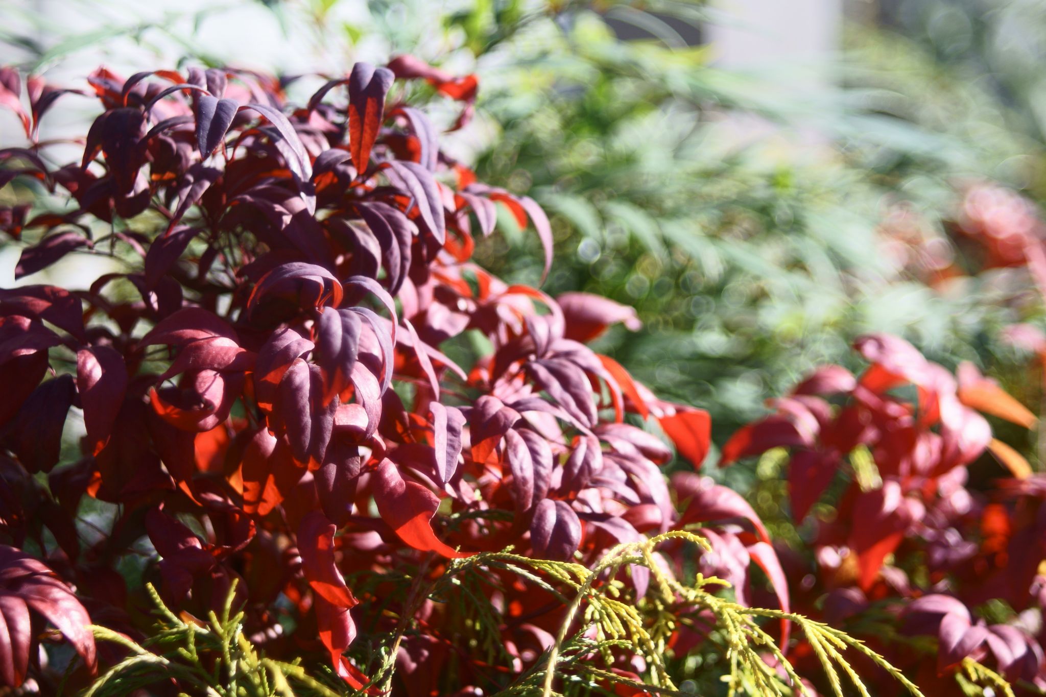 FUJINON 55mm F2.2 のバブルボケを探る – リフLOG