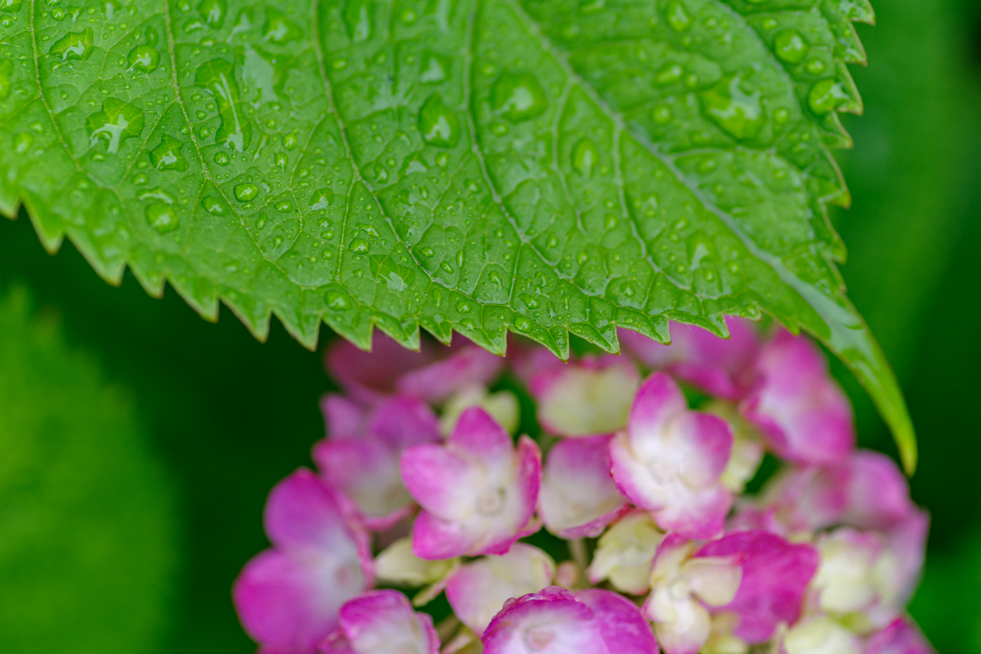 雨の日はDFA MACRO 100mm F2.8WRで水滴写真を楽しむ – 酔人日月抄外伝