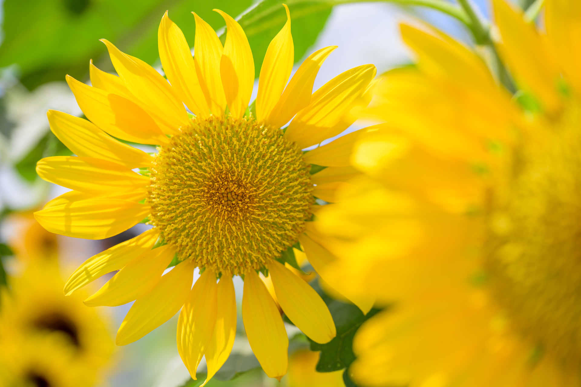 真夏の葛西臨海公園にひまわりを撮りに行く – 酔人日月抄外伝