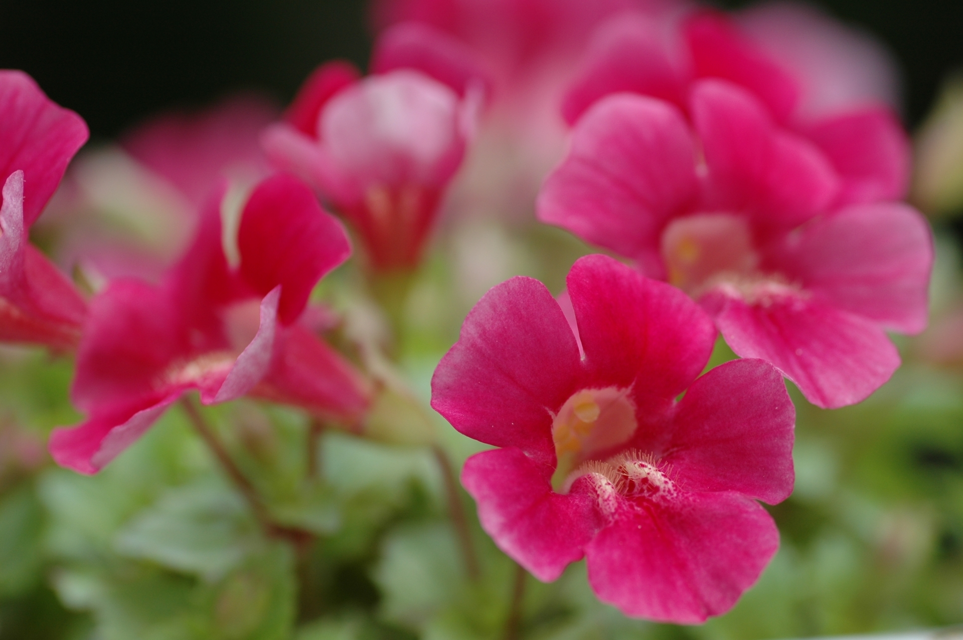 6月2日の誕生花は？ミムラスの花言葉・由来を紹介 | お花のギフト通販