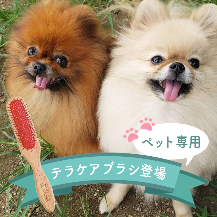世界初ペット用テラヘルツブラシ登場！ - Blanche