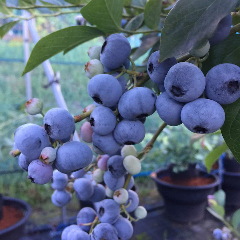 コロンブス - 愛知県岡崎市の観光ならブルーベリファームおかざき