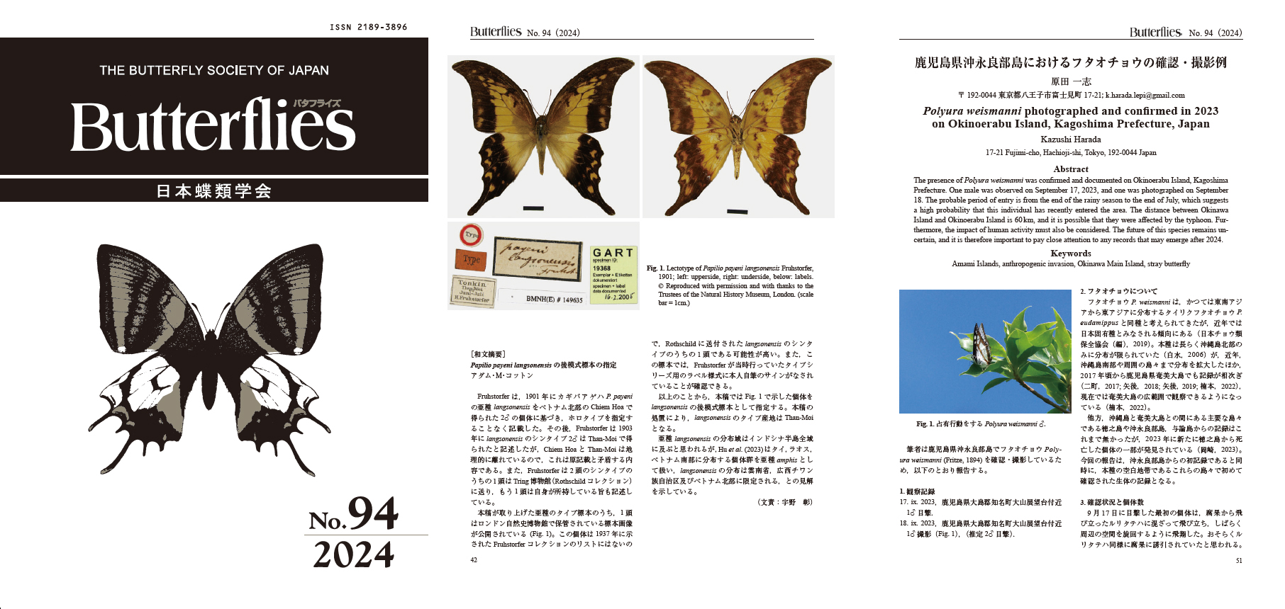 テングアゲハ！標本！2 アゲハ蝶 標本 -アゲハ2-