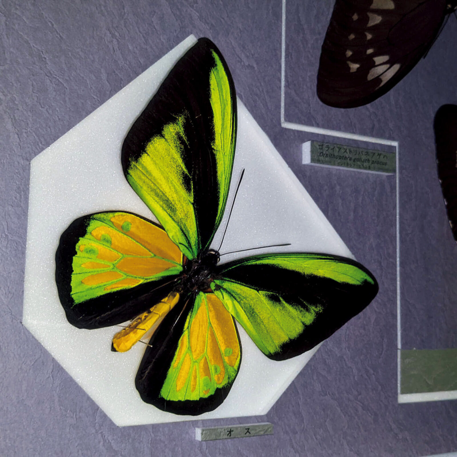 ニッポン昆虫館案内〈名和昆虫博物館〉。美しいレイアウトに心酔、圧巻