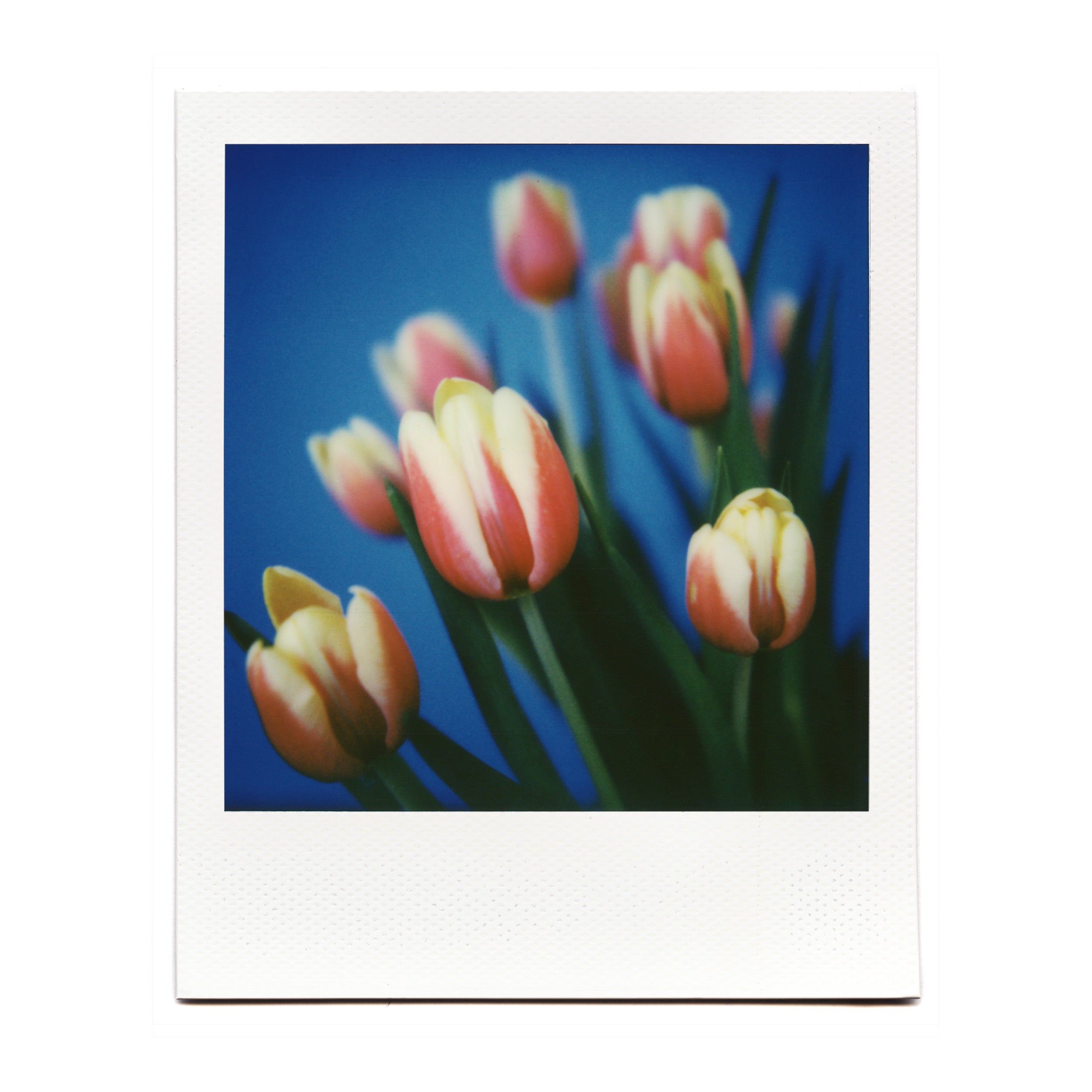 Polaroid 600 OneStep Close-Up – Brooklyn Film Camera