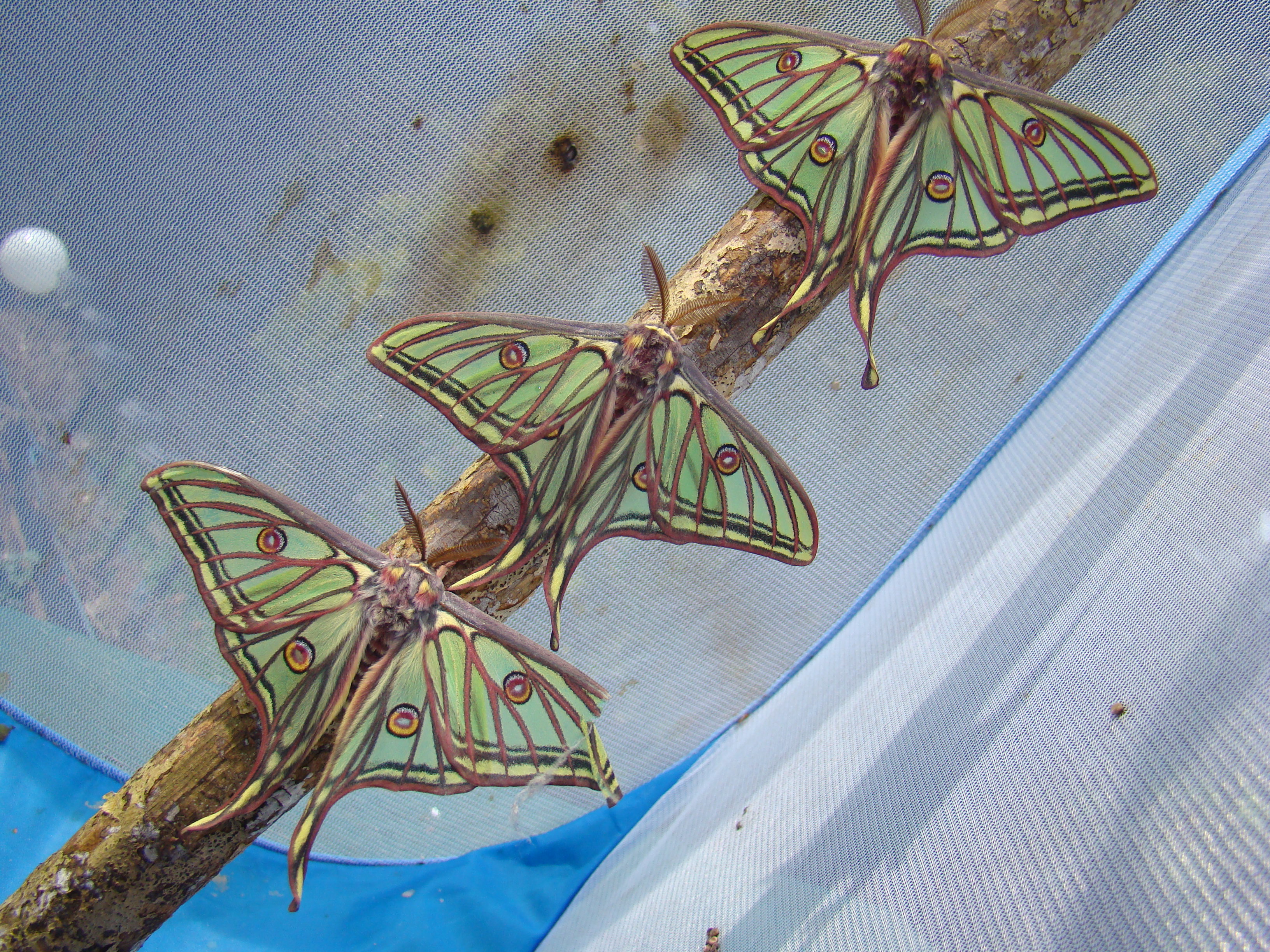 Graellsia isabellae — “Spanish moon moth” | Welcome, visitor!