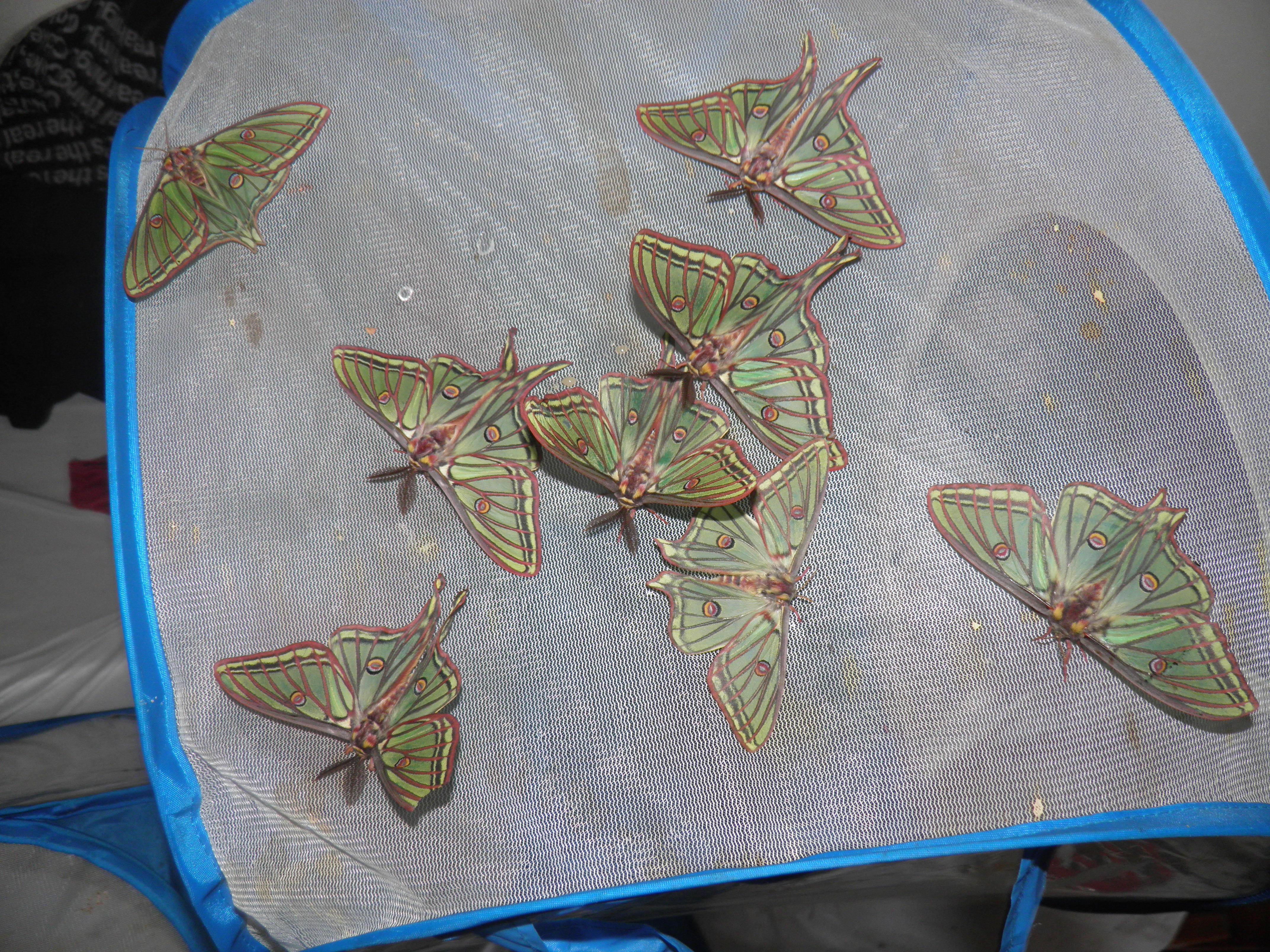 Graellsia isabellae — “Spanish moon moth” | Welcome, visitor!