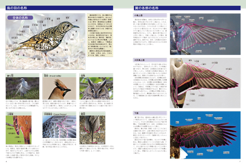 原寸大写真図鑑 羽 増補改訂版: 文一総合出版の書籍案内