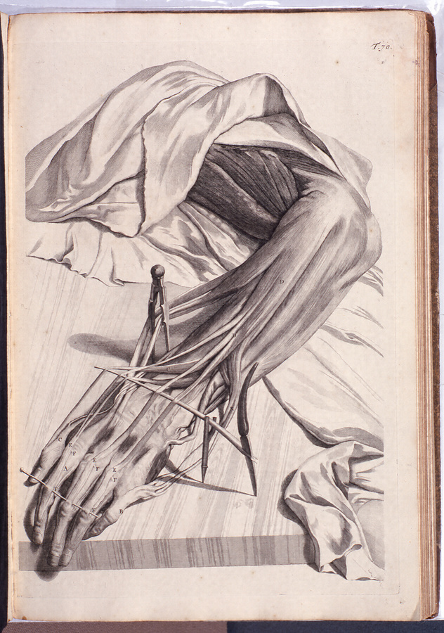 人体解剖図 オランダ語版 文化遺産オンライン