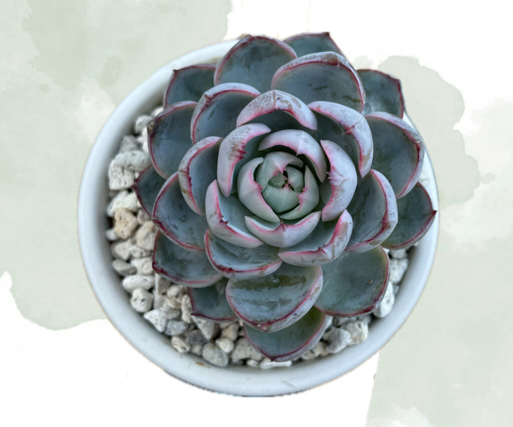 2026年2月最新】おらいさんのミックスベリア一覧【多肉植物】 | ぶっ