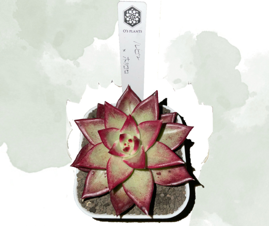 オーズプランツ（O's PLANTS）とは？魅力と買える場所を解説【多肉植物