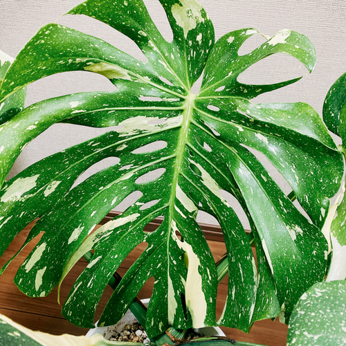 現品］【希少】モンステラ デリシオーサ 斑入り 7号 黄斑 観葉植物