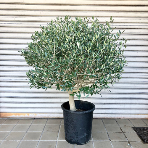 特大 盆栽樹形 オリーブの木 souju ルッカ 10号 その他インテリア雑貨